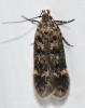 Bryotropha sp.